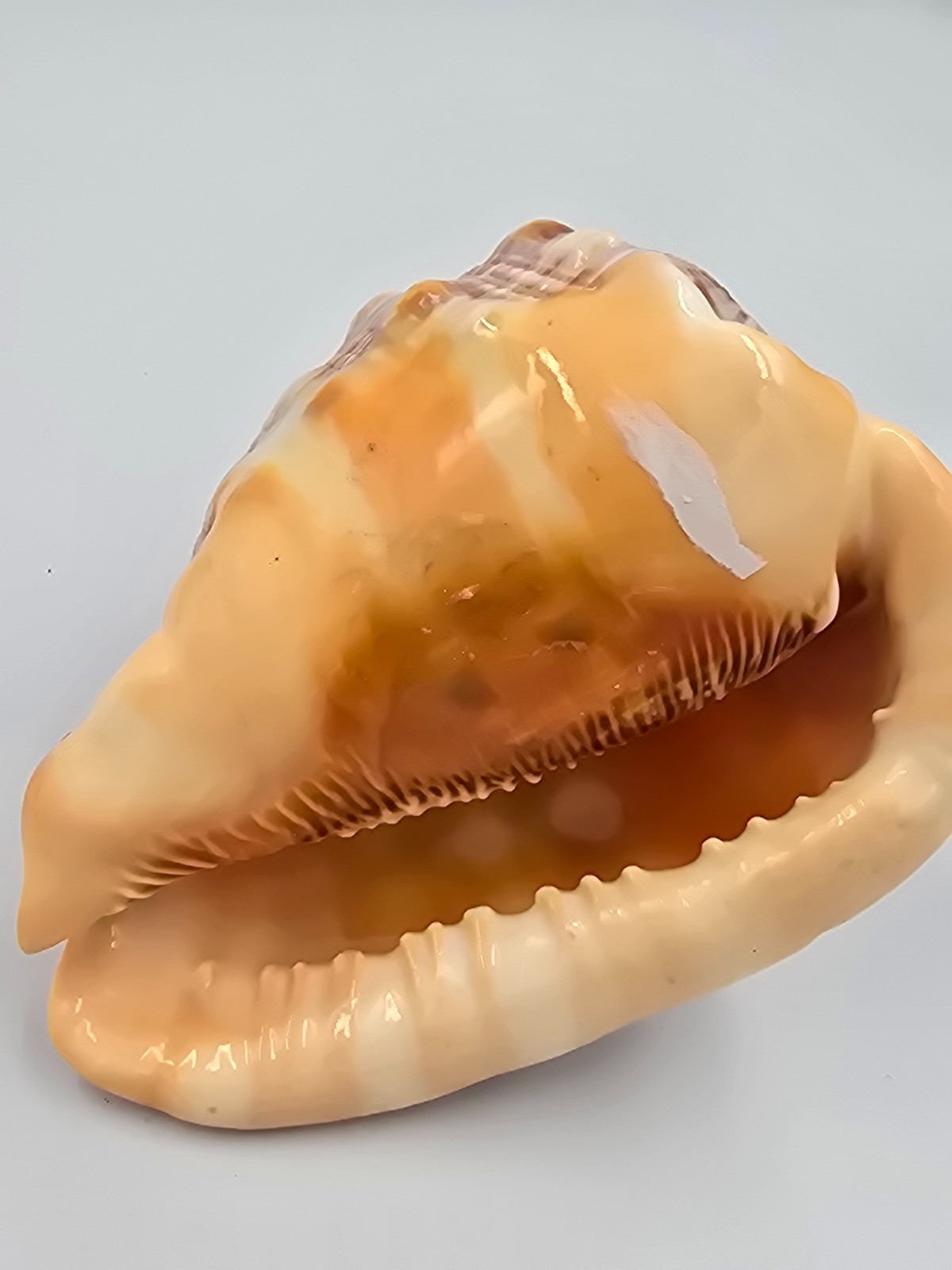 Vintage Carved Seashell Cameo Lady Profile Conch Shell Sculpture Figurine