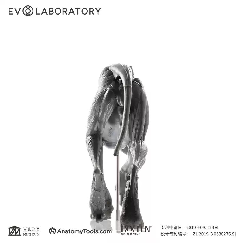 Evolaboratory 1/8 Scale Digital Version Wolf Anatomy PVC Model 13cm New In Stock