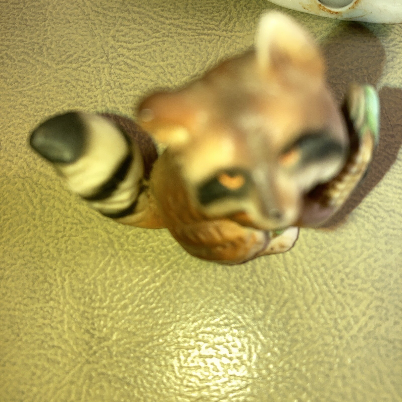 Stone Lot Of 14 Different Racoons All Shapes And Sizes with multiplecolors
