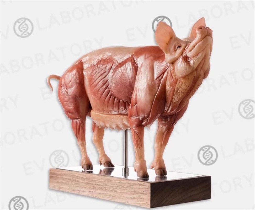 Evolaboratory 1/5 Scale Resin Version Pig Teaching Model Anatomy Tool New Stock