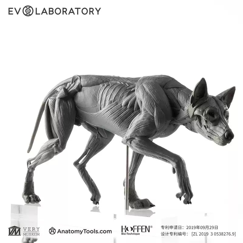 Evolaboratory 1/8 Scale Digital Version Wolf Anatomy PVC Model 13cm New In Stock