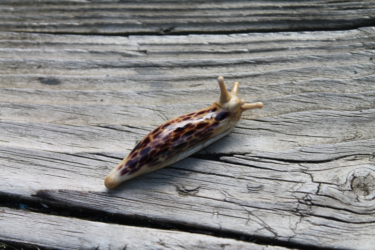 Black Brown Spotted Slug glass sculpture GLASS SLUG lampwork Glass Animals