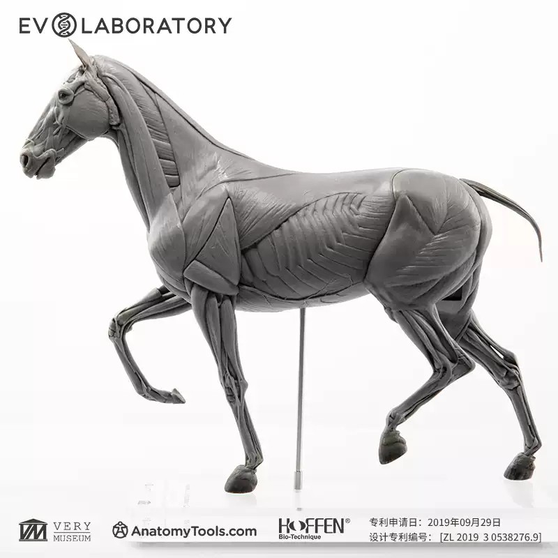 Evolaboratory 1/10 Scale Digital Version Horse Anatomy Tool PVC Model New Stock