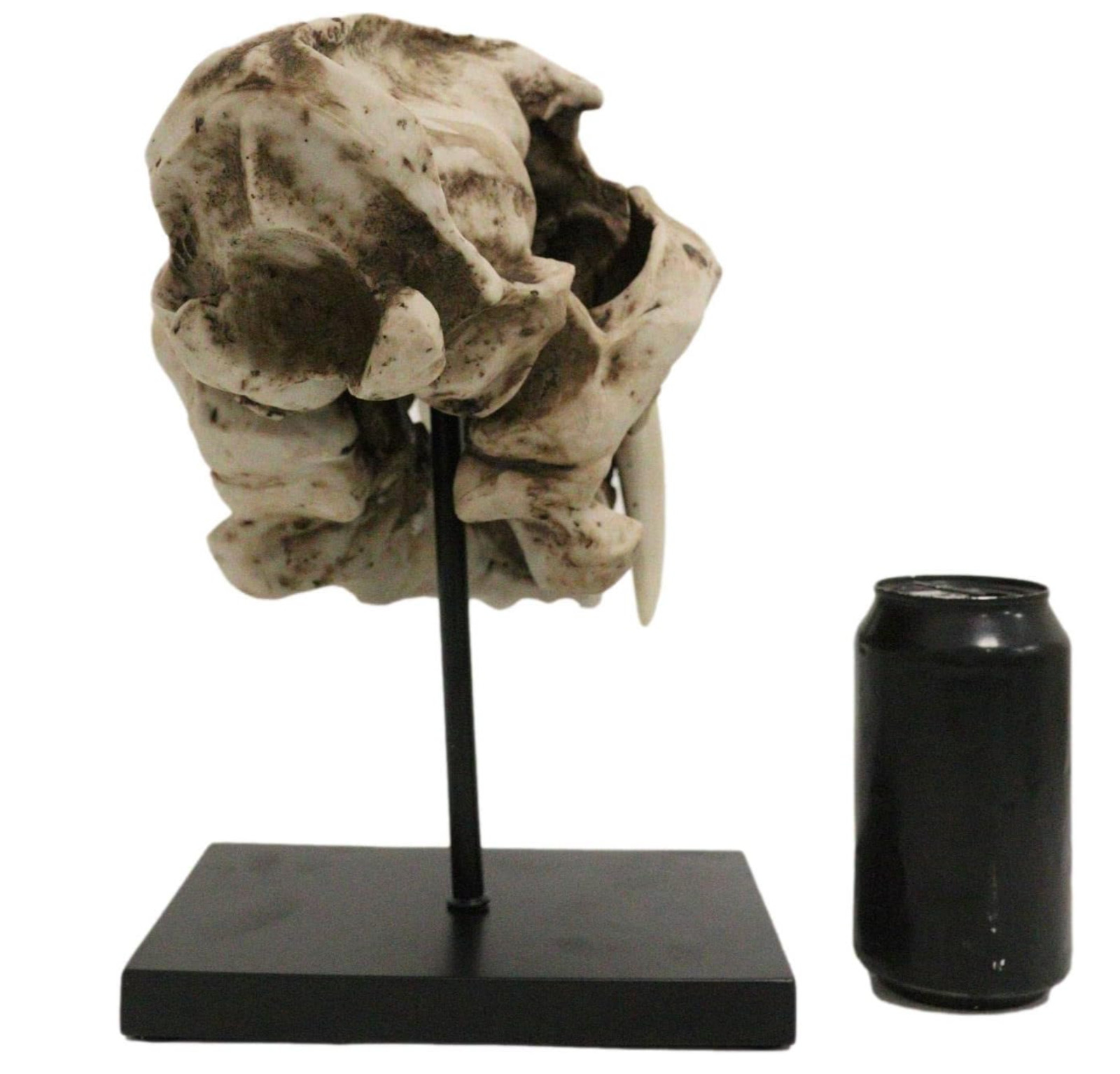 Prehistoric Animal Replica Sabertooth Tiger Cat Fossil Skeleton Skull Sculpture
