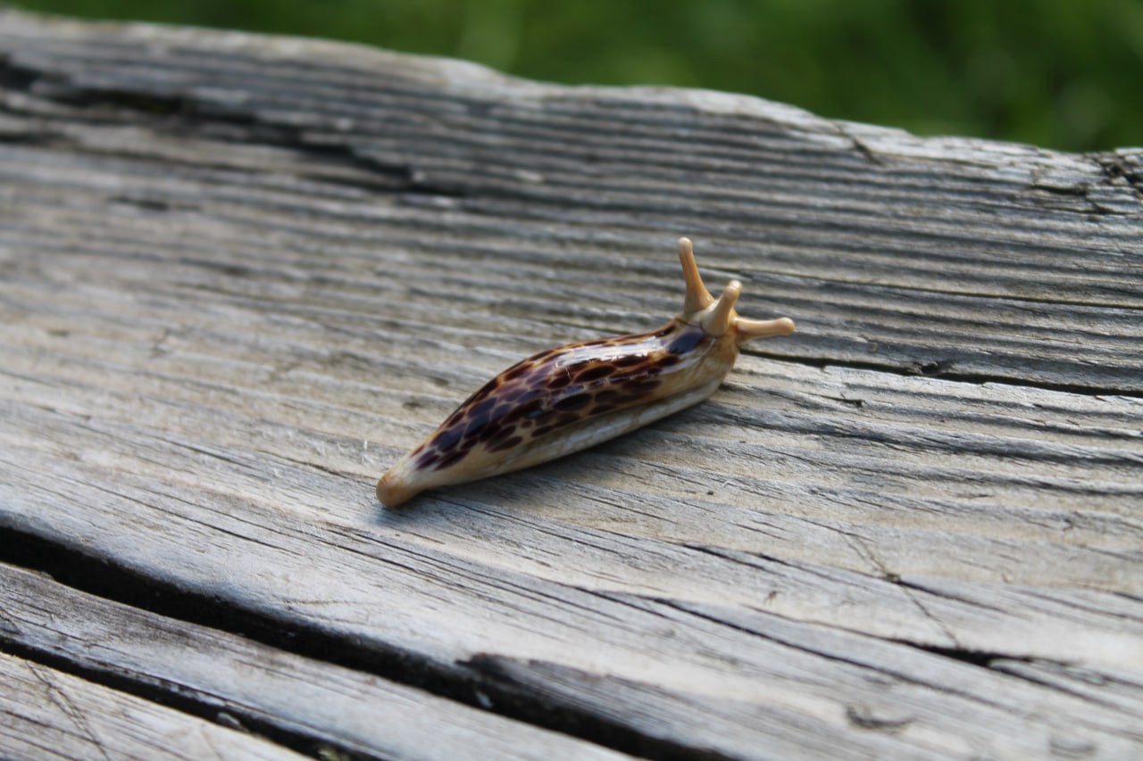 Black Brown Spotted Slug glass sculpture GLASS SLUG lampwork Glass Animals