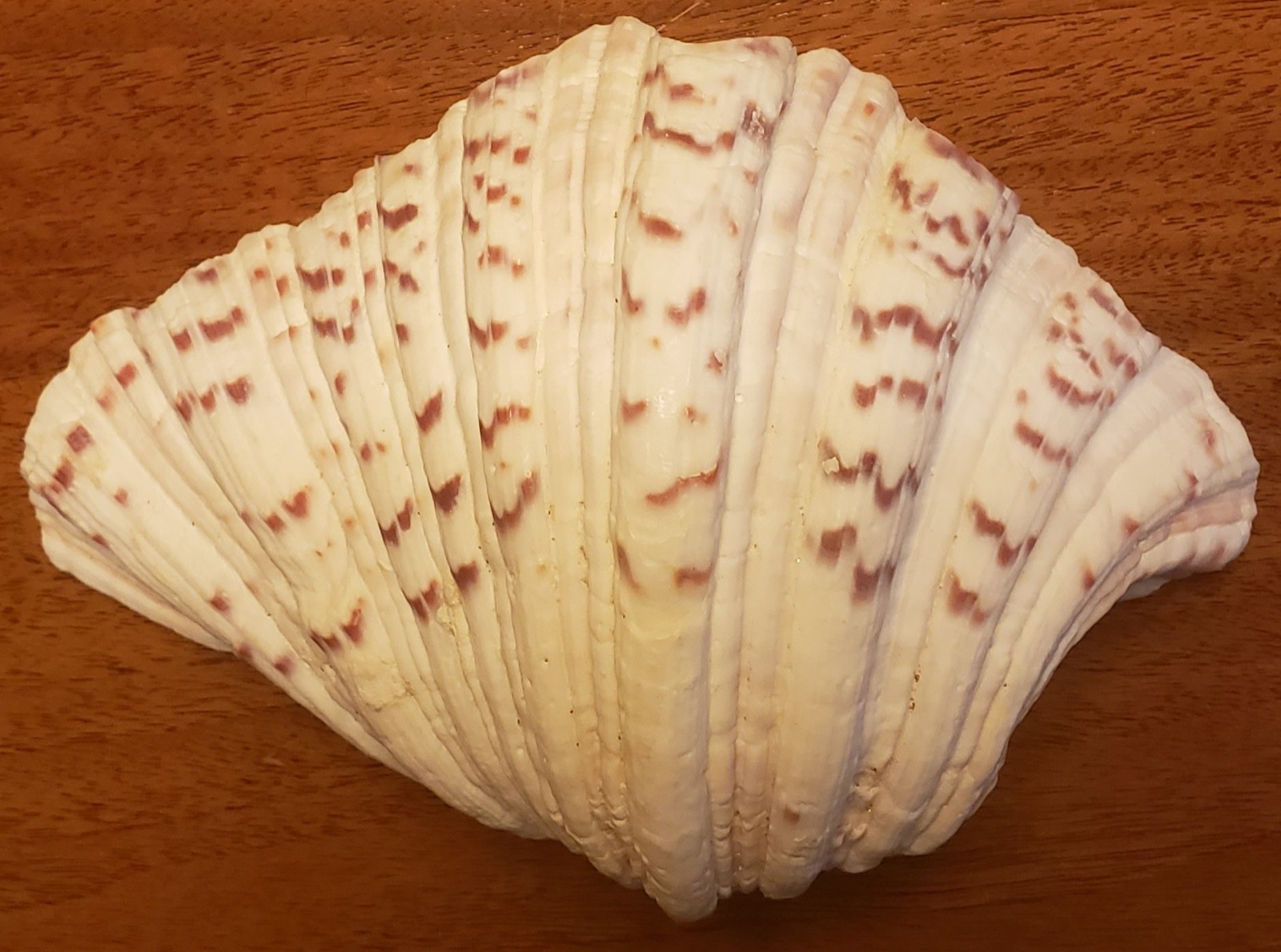 VINTAGE SEA SHELL ART Handcrafted Diorama