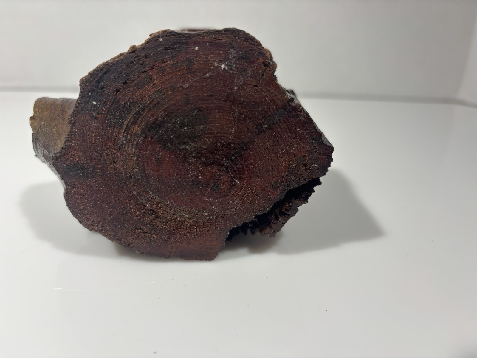 Vintage Unique Hand Carved Wood Mushroom Figurine Sculpture 8.5 Inches Tall