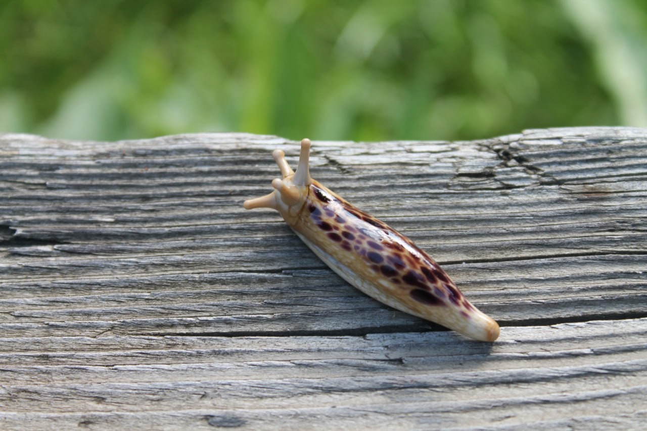 Black Brown Spotted Slug glass sculpture GLASS SLUG lampwork Glass Animals