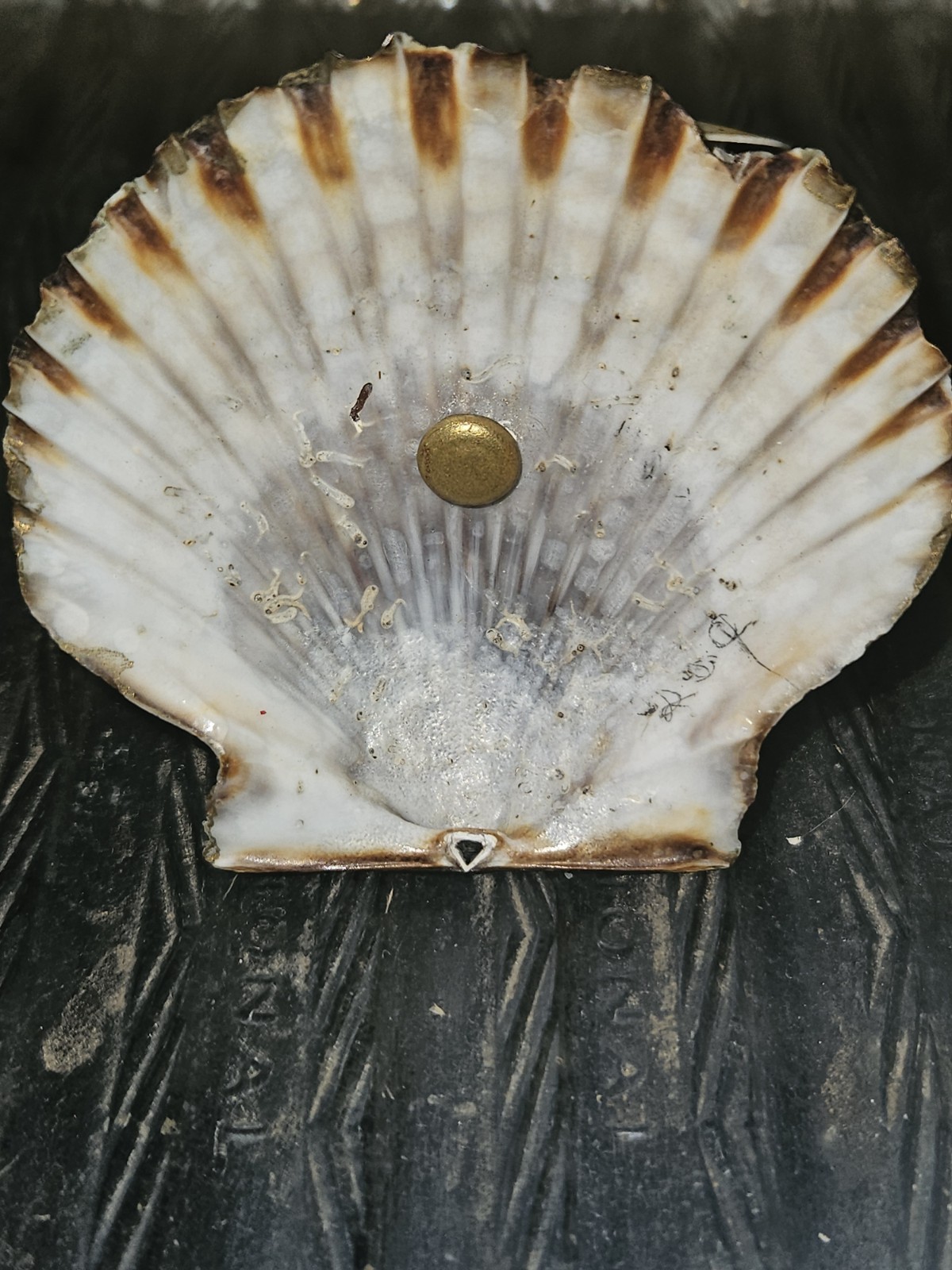 Antique collectible black souvenir. Germany. bisque figure on🐚 . rare.Americana