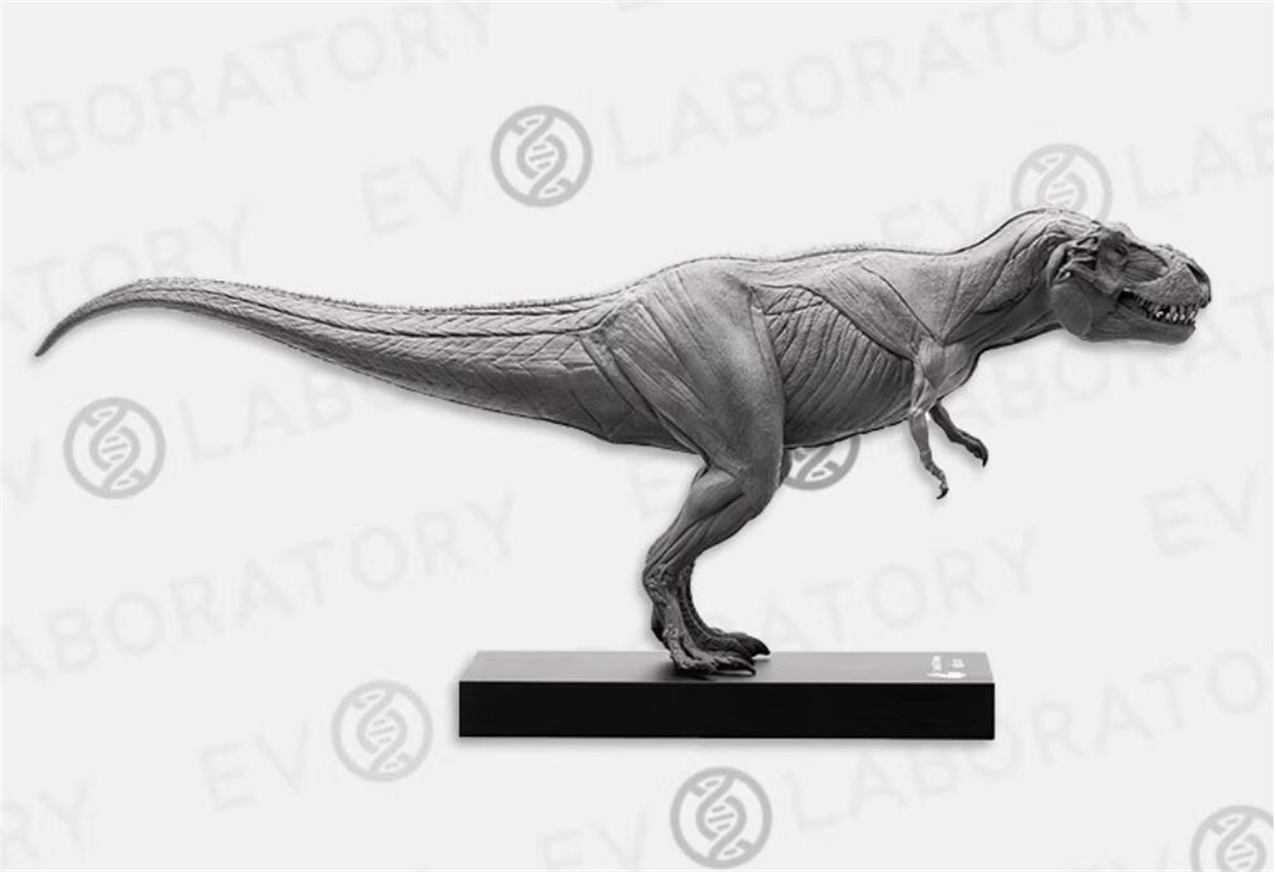 Evolaboratory 1/32 Digital Version Male T-Rex Anatomy Tool Teaching Model New