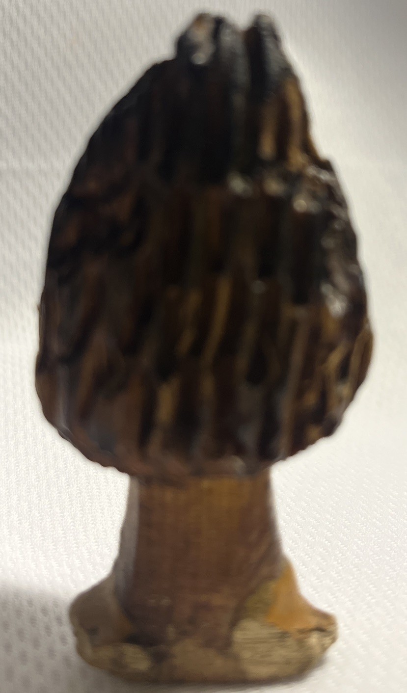 Wood Carved Morel Mushroom 3×1.5 Inch