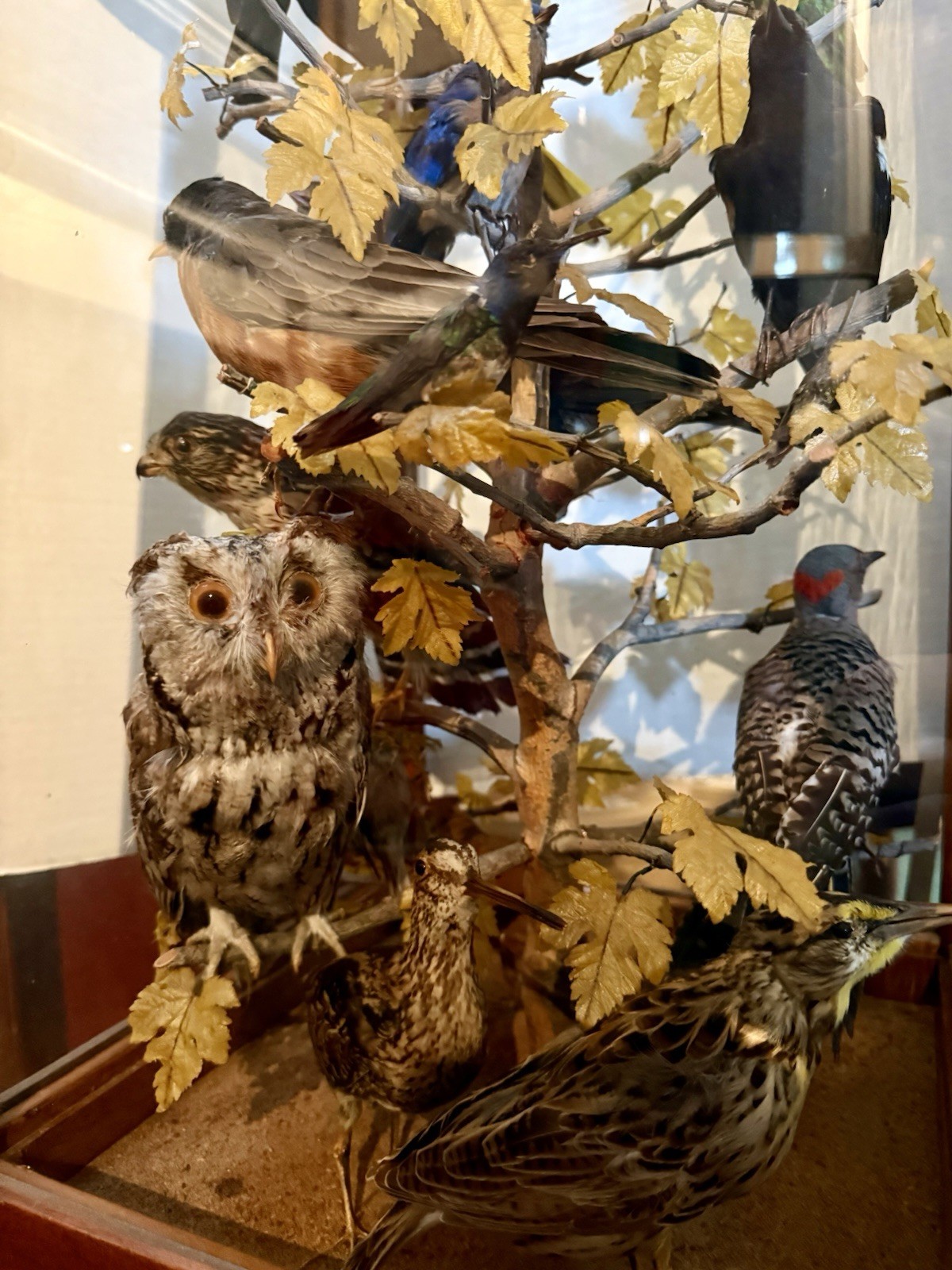 LG Antique Bird Diorama Approx. 20 Species of Birds Mounted in Tree, Glass Case