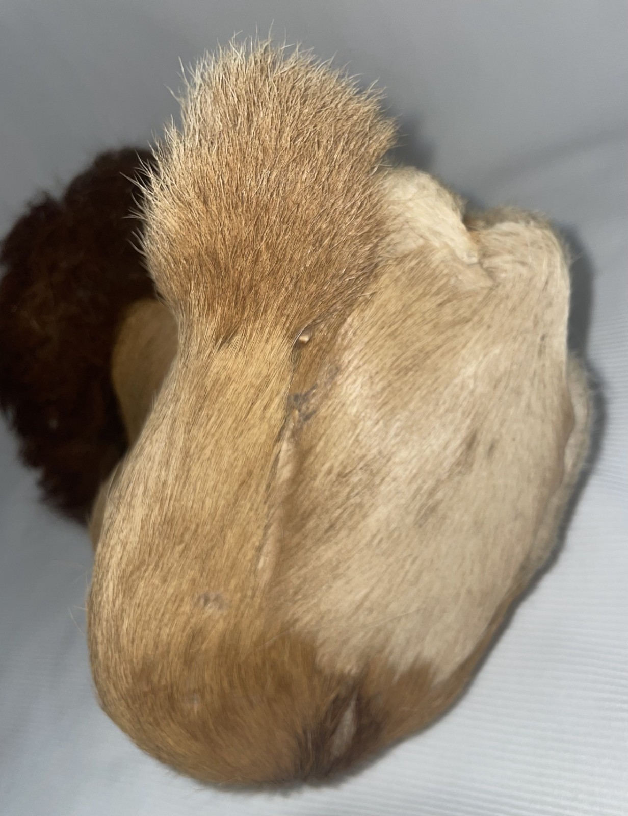 Fur Covered Lion 9 1/2 Inches High Glass Eyes