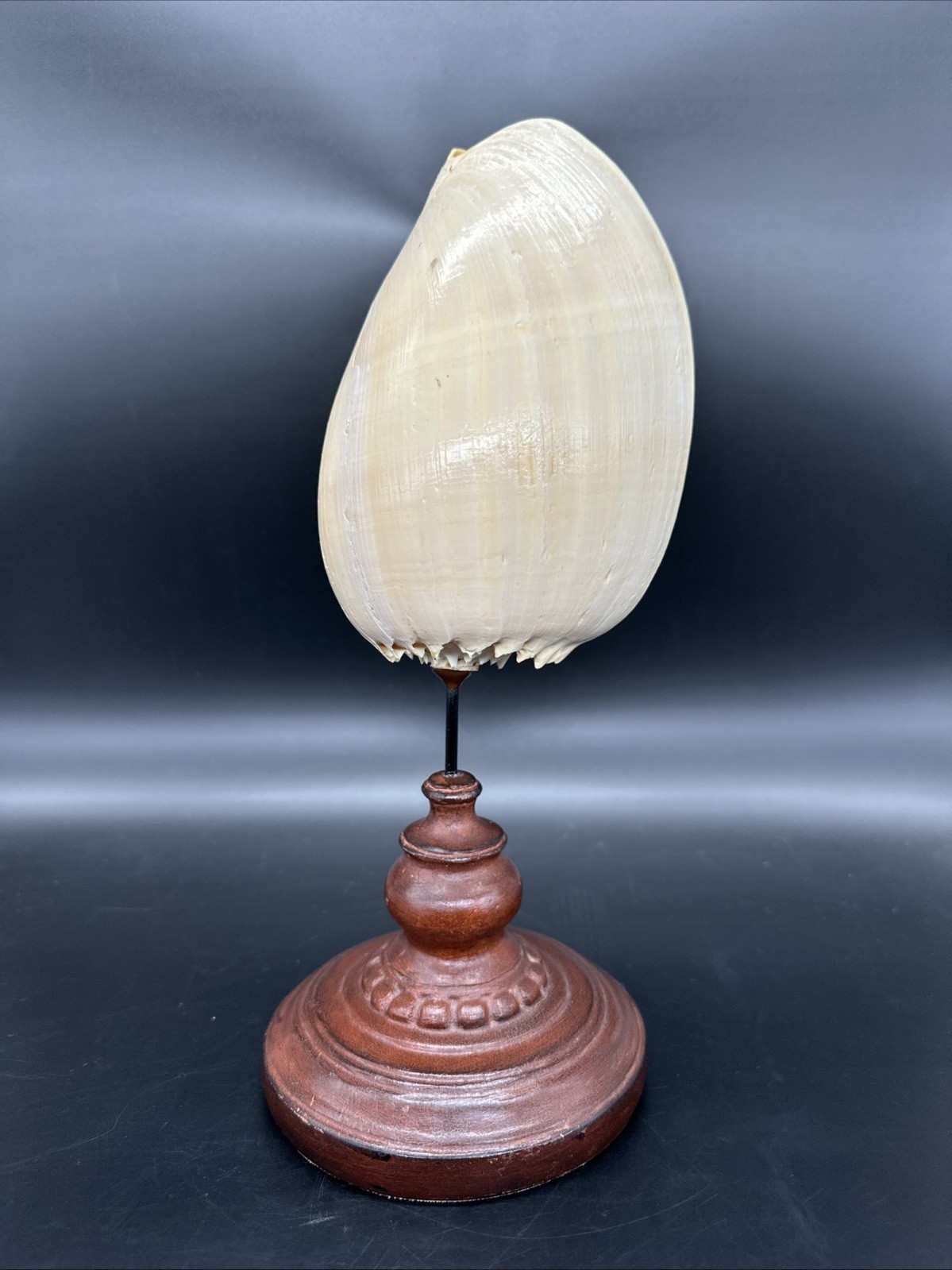 Vtg Coastal Melo Melo Shell on Wood Pedestal 11.75″ Nautical Beach House Decor