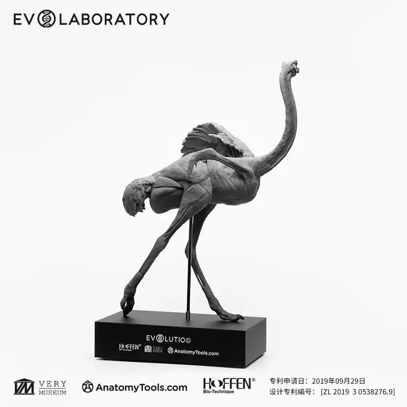 Evolaboratory 1/10 Scale Digital Version Ostrich Anatomy Tool Teaching Model New